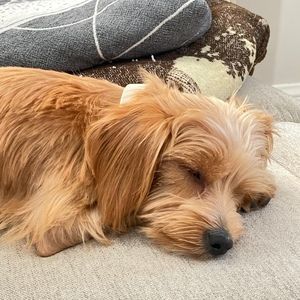 Meet your Posher, Jenny